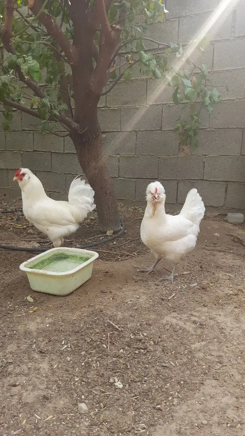 مرغ و خروس سفید چهل تاج ریش اصیل|حیوانات مزرعه|چغادک, |دیوار