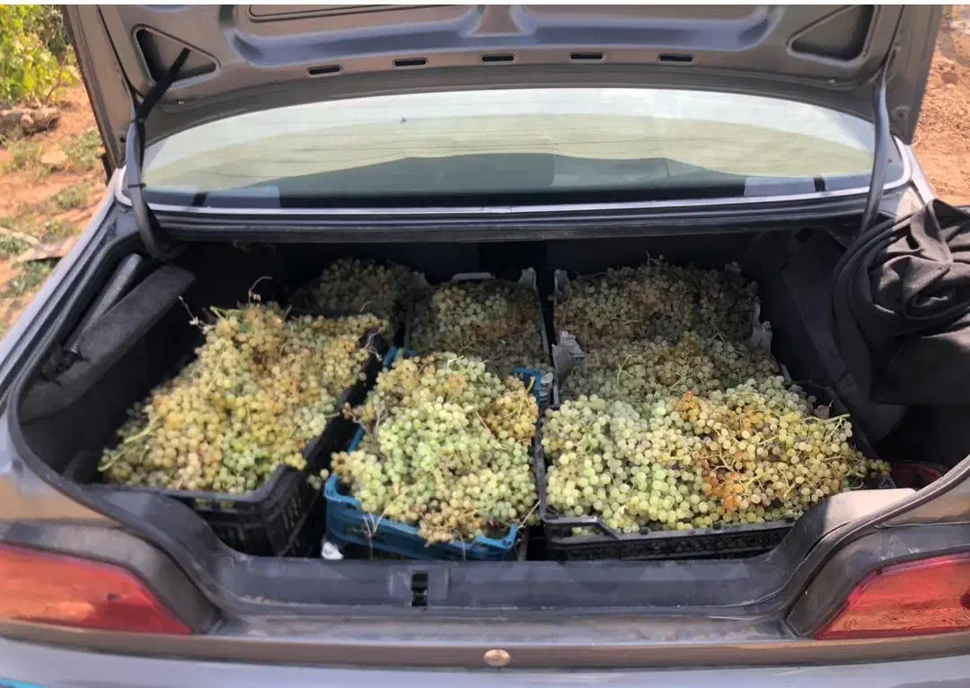 آینده|فروش زمین و ملک کلنگی|تاکستان, |دیوار