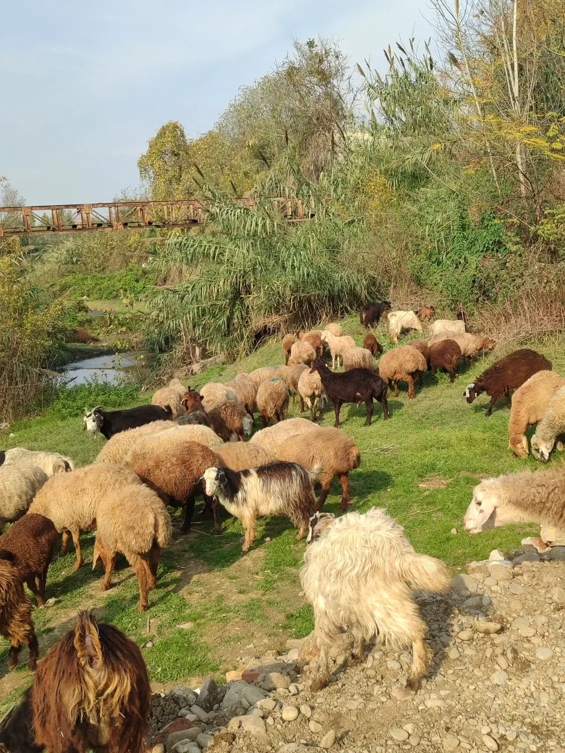 گوسفند کشتاری و داشتی درجه یک همه چاق|حیوانات مزرعه|قائمشهر, |دیوار