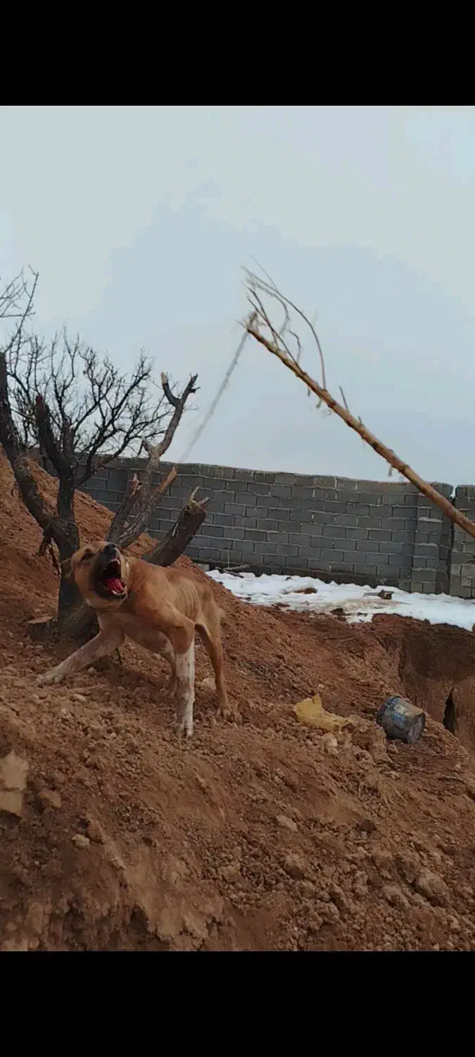 سگ آدم گیر برا دامداری|حیوانات|اسفراین, |دیوار