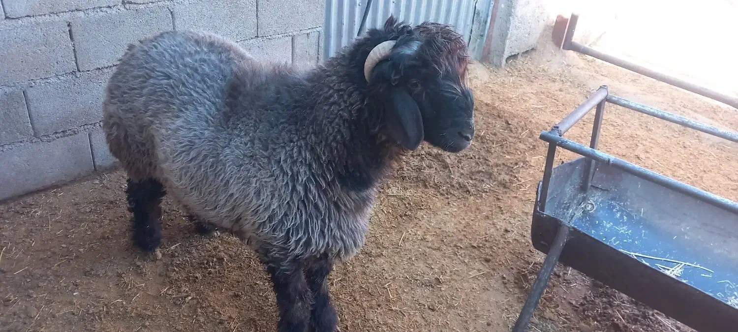 ۱۲۳|حیوانات مزرعه|سی‌سخت, |دیوار