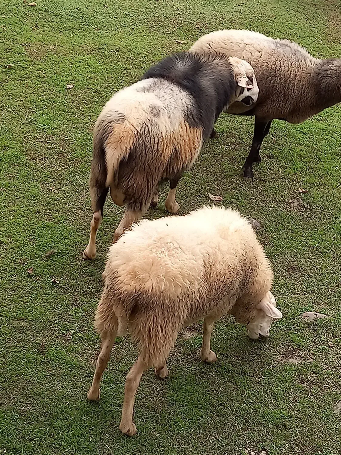 فروش نر برای گله|حیوانات مزرعه|ماکلوان, |دیوار