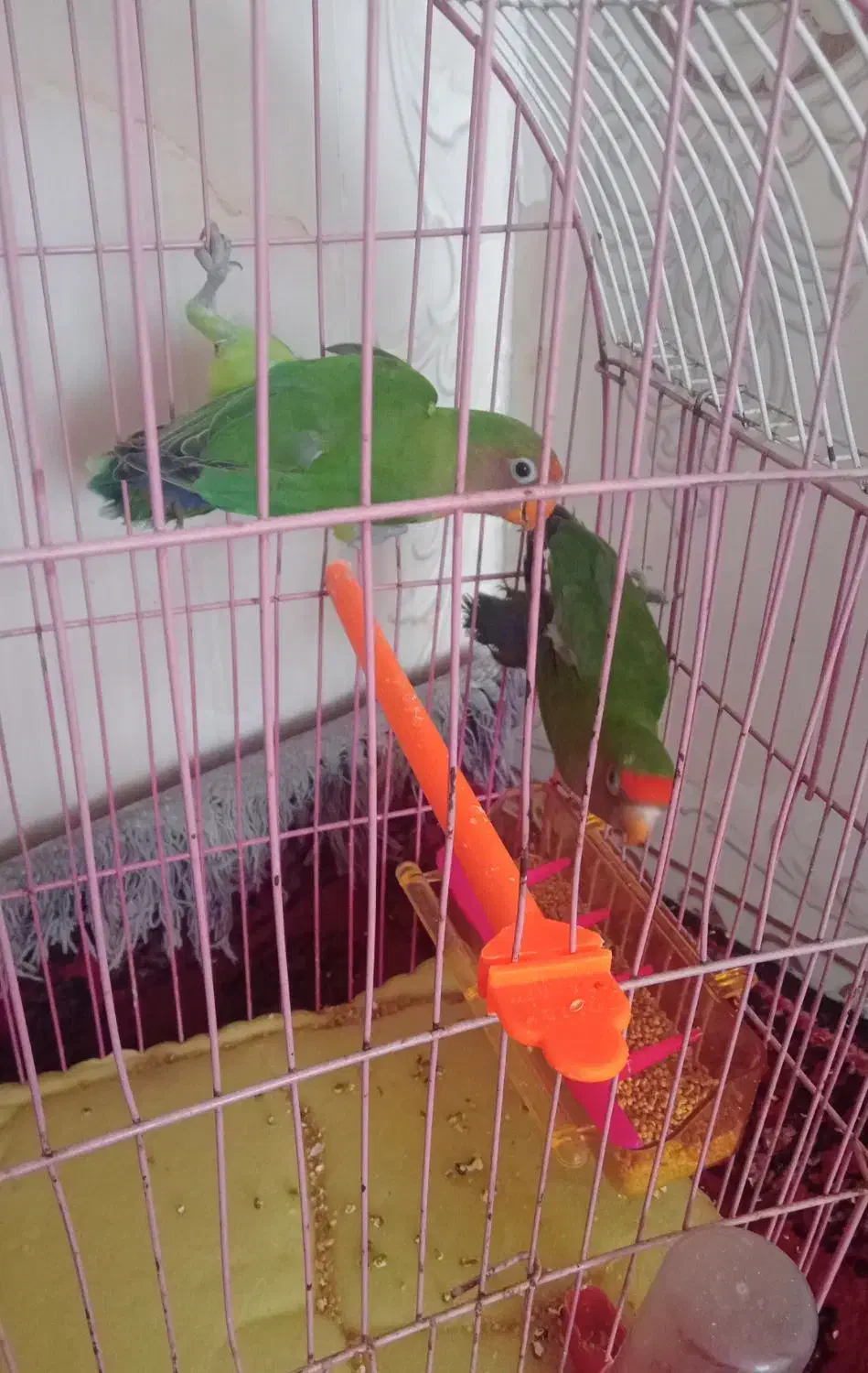 یک جفت طوطی برزیلی|پرنده|فریمان, |دیوار