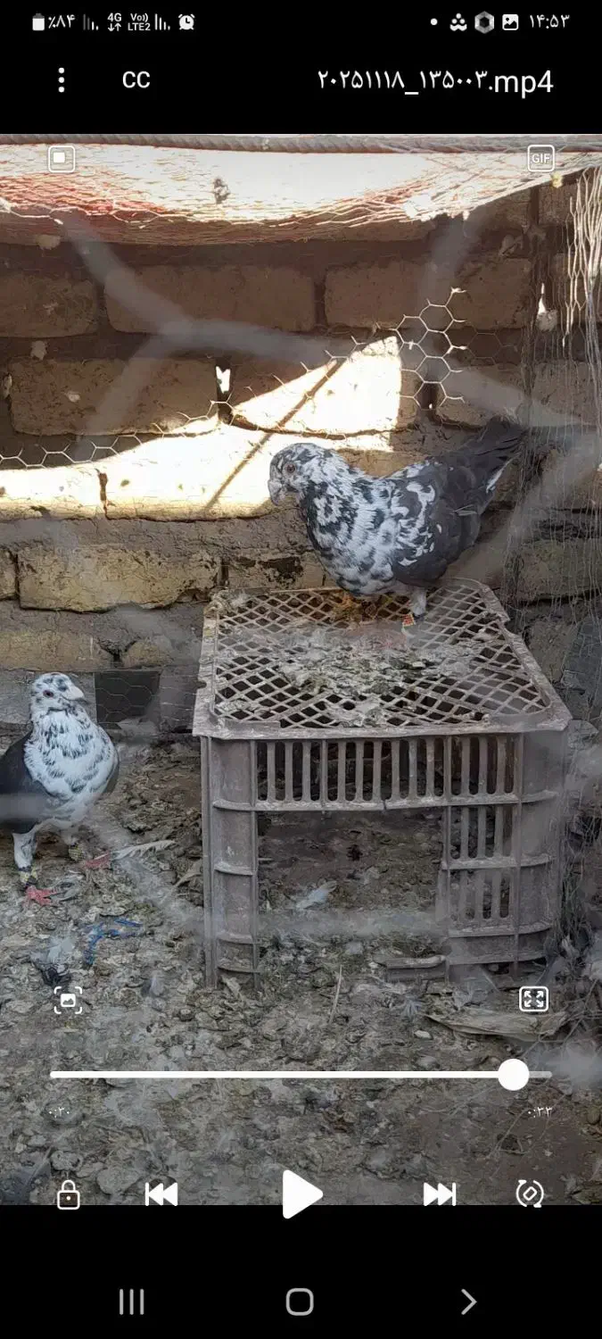 کبوتر عقابی سینه سفید یا بزک|پرنده|خواف, |دیوار