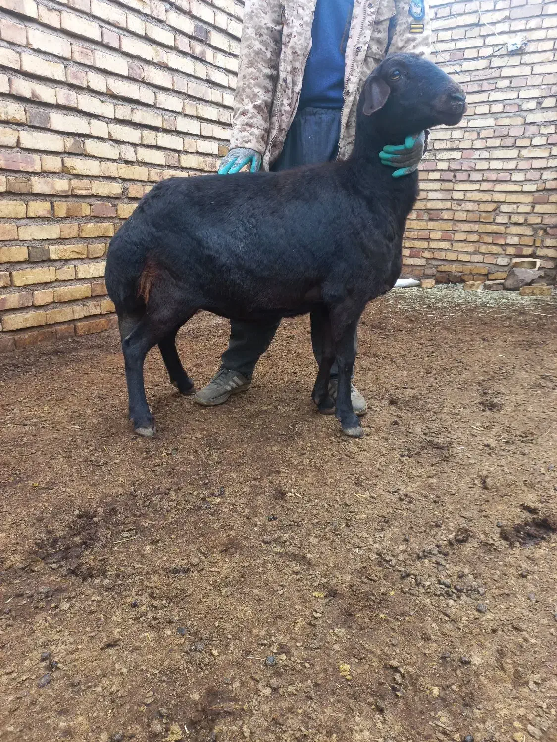 فروش 3عدد میش یا گوسفند|حیوانات مزرعه|حلب, |دیوار