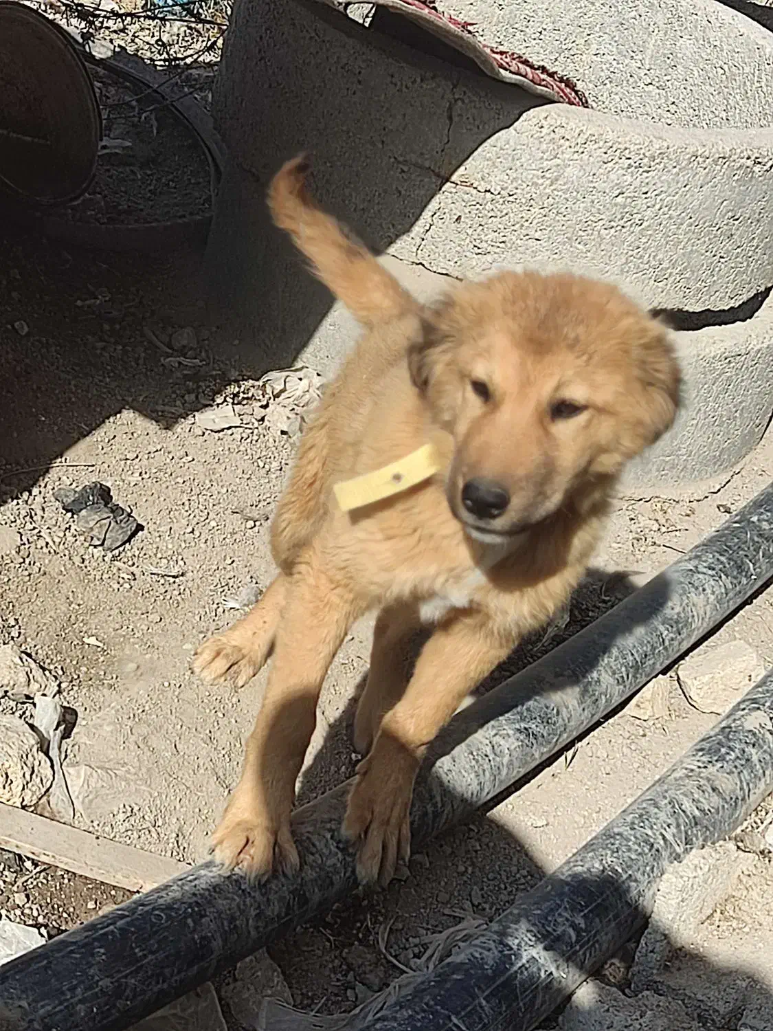 سگ سرابی|سگ|کرمانشاه, |دیوار