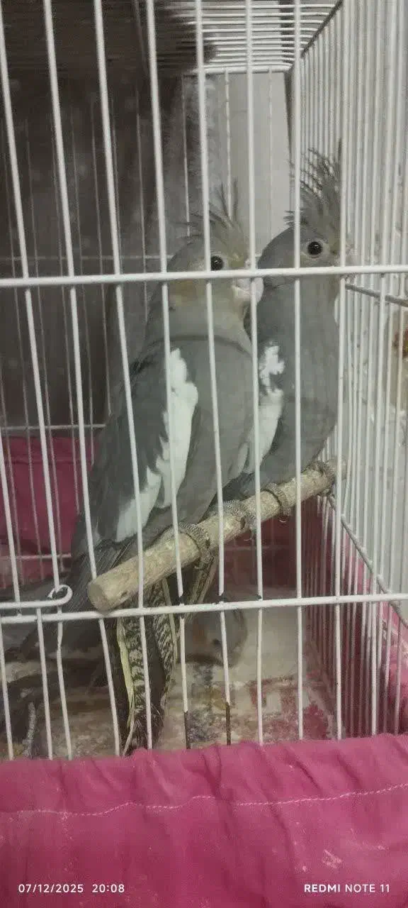 عروس هلندی|پرنده|مشهد, فاطمیه|دیوار