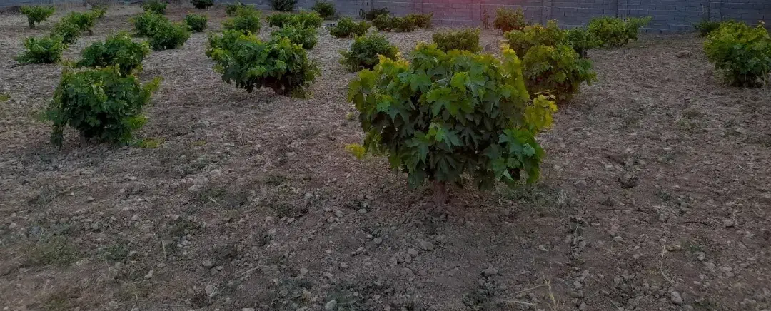 باغچه ۱۲۰۰ متری زیر قیمت و خوش قواره  زرقان|فروش دفتر صنعتی، کشاورزی، تجاری|زرقان, |دیوار