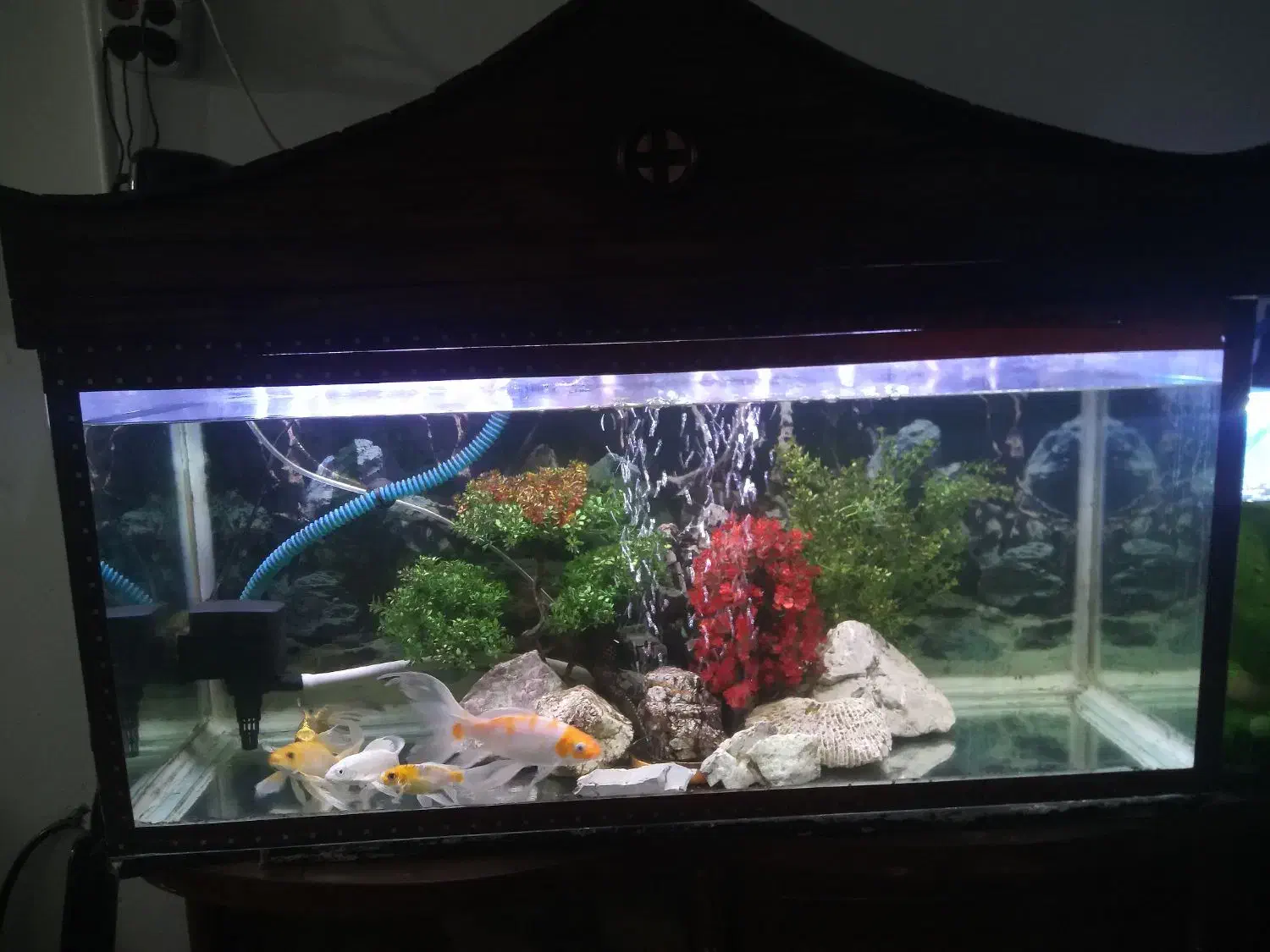 آکواریوم کامل با همه ای تجهیزات|ماهی|خمینیشهر, |دیوار