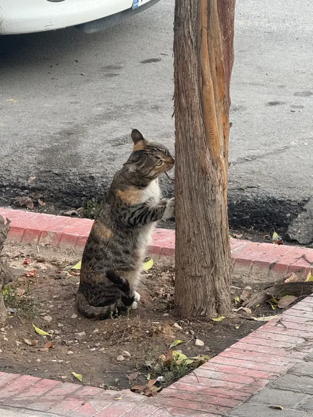 گربه گمشده|حیوانات|شیراز, آزادگان|دیوار