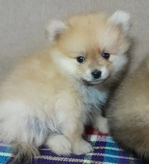 واگذاری پامرین|سگ|فولادشهر, C1|دیوار