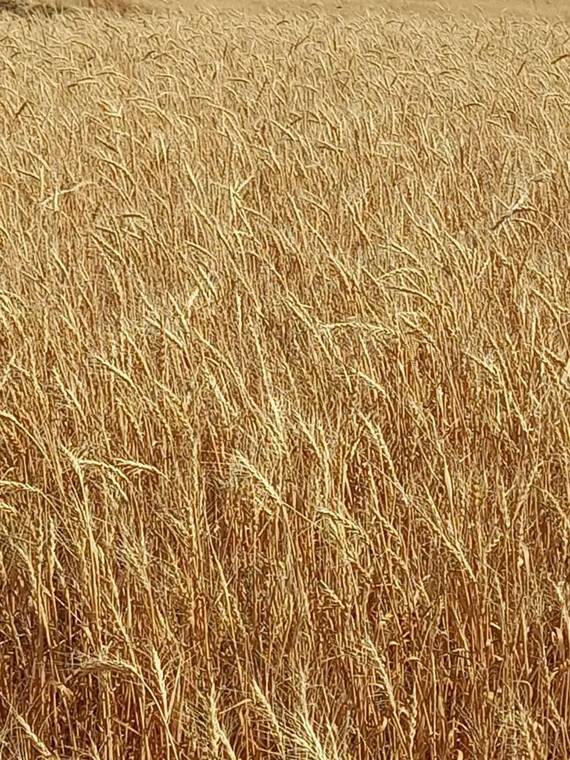 اجاره ۲هکتارونیم زمین کشاورزی دیمزار|اجارهٔ دفتر صنعتی، کشاورزی، تجاری|دورود, |دیوار