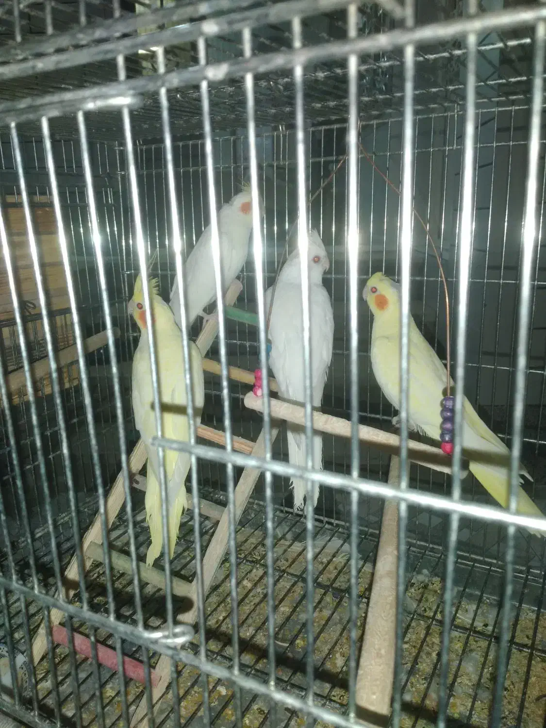 عروس هلندی|پرنده|لامرد, |دیوار