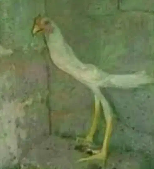 مرغ گمشده|حیوانات|فردیس, شهرک هفده شهریور|دیوار