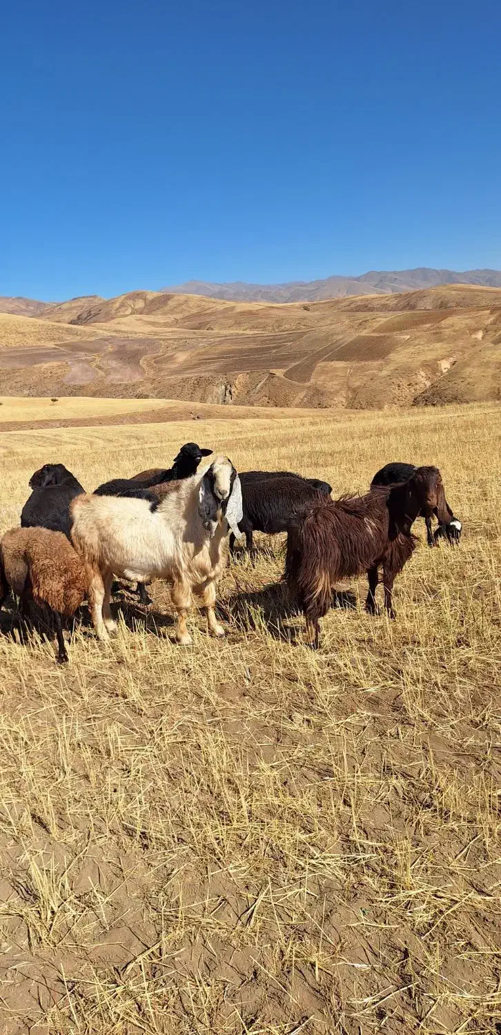 بز نر|حیوانات مزرعه|ترکمانچای, |دیوار