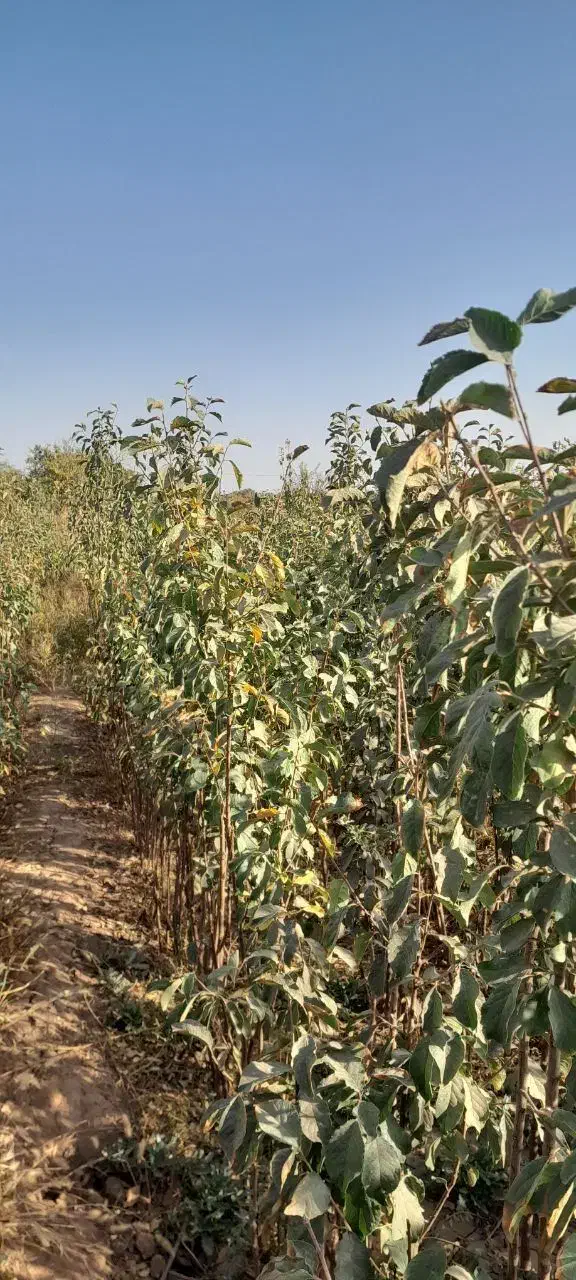 نهال|گل و گیاه طبیعی|نیشابور, فضل|دیوار