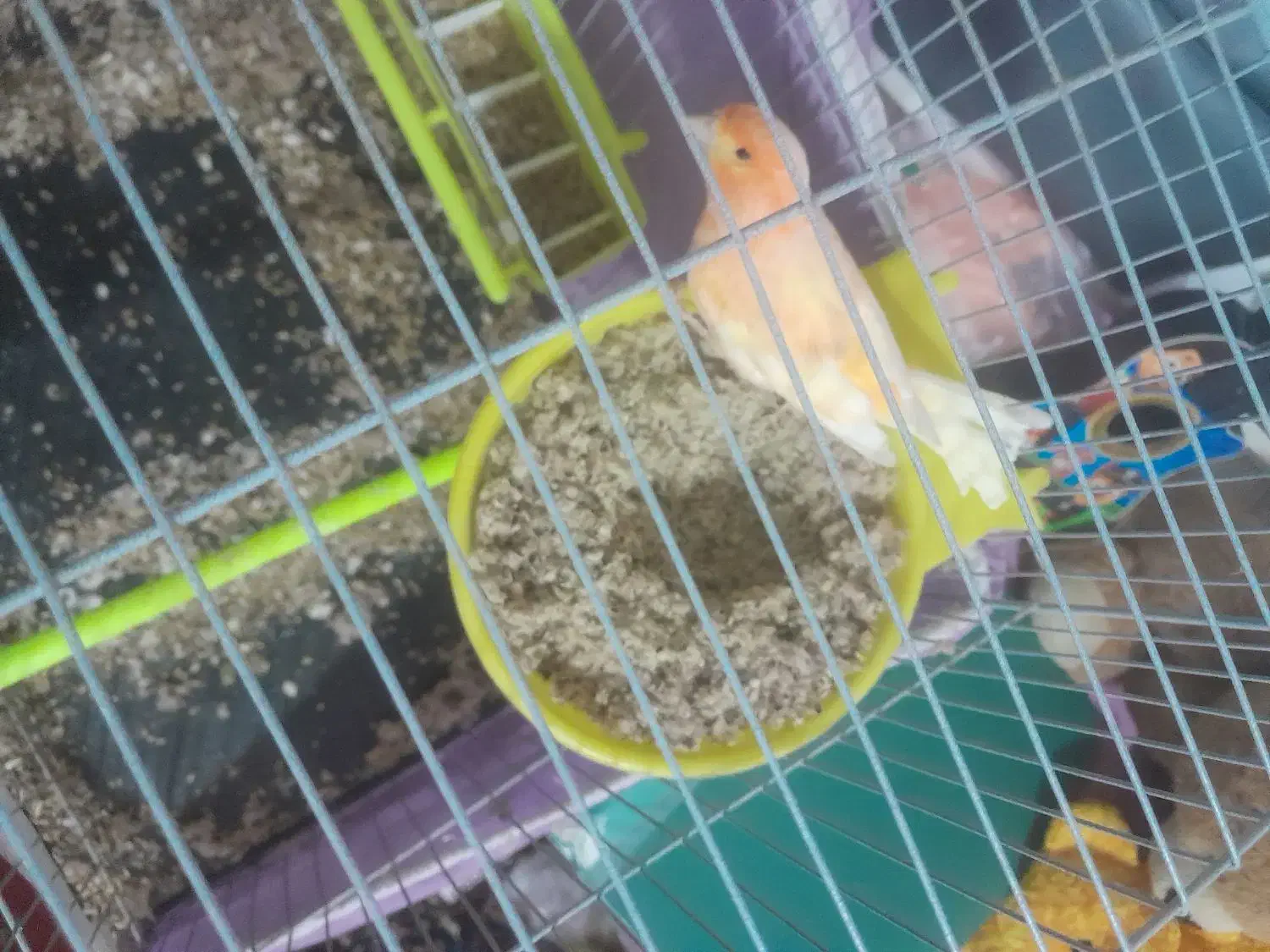 جفت قناری|پرنده|تربت‌حیدریه, پائین ولایت|دیوار