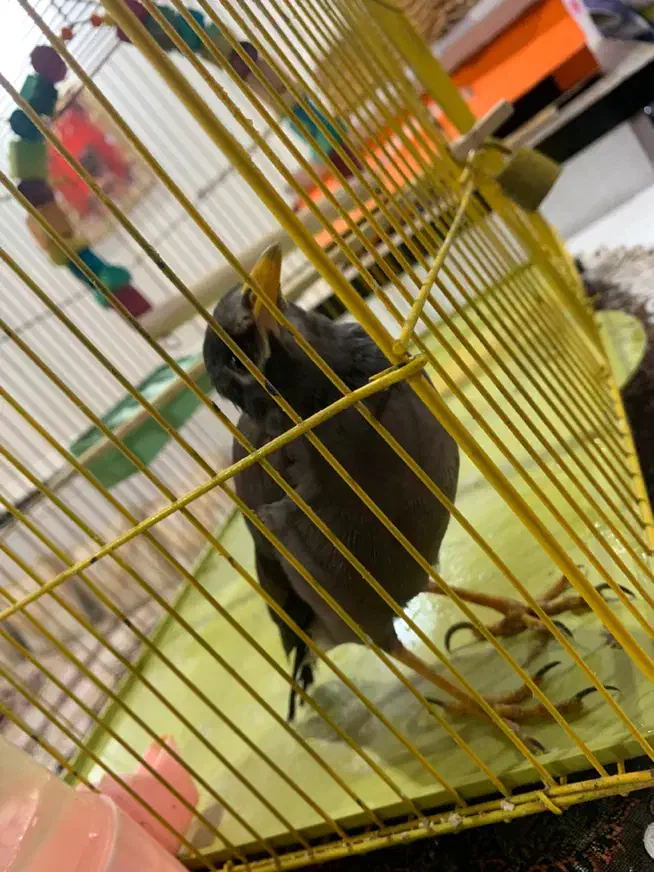 مرغ مینا|پرنده|لامرد, |دیوار