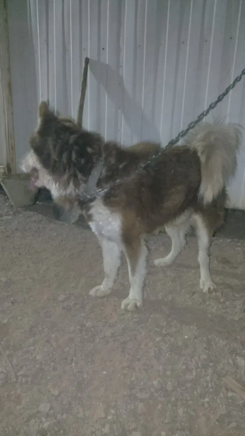 هاسکی|سگ|پرند, فاز ۵|دیوار