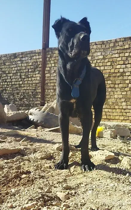 ماده سرابی|سگ|کبودرآهنگ, |دیوار