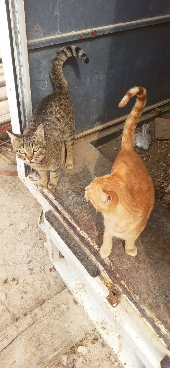 واگذاری گربه شکاری مخصوص موش|گربه|کازرون, |دیوار