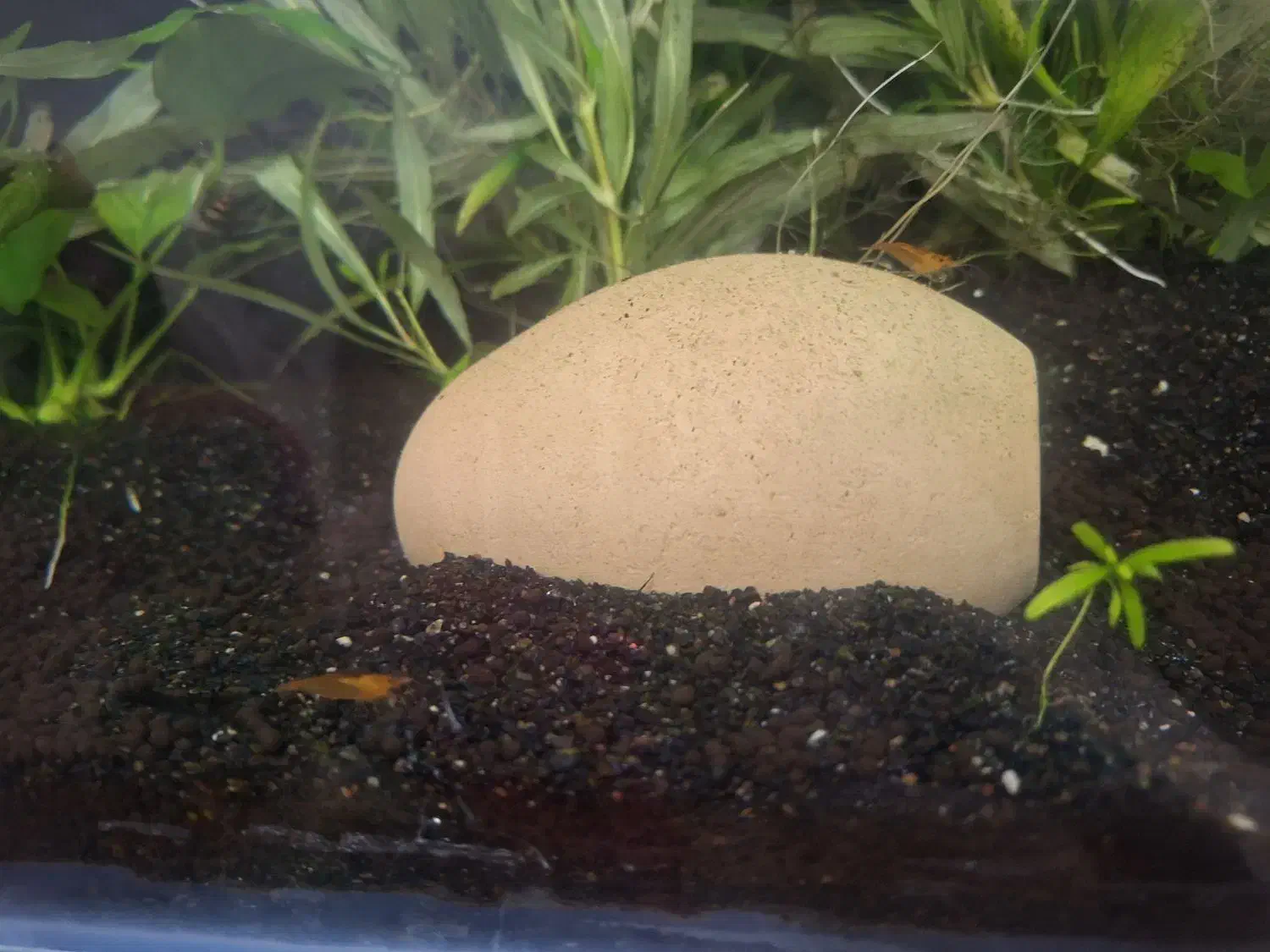 ماهی|ماهی|خوی, |دیوار