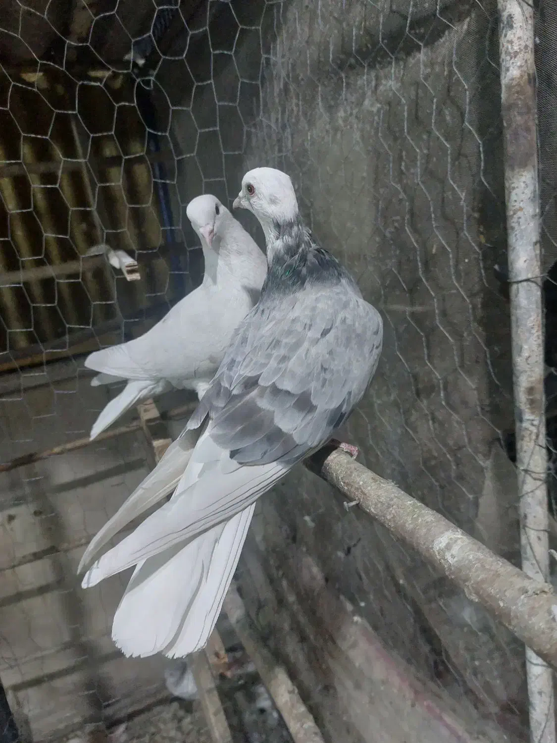 کفتر کبوتر پرشی|پرنده|ری, فیروزآبادی|دیوار