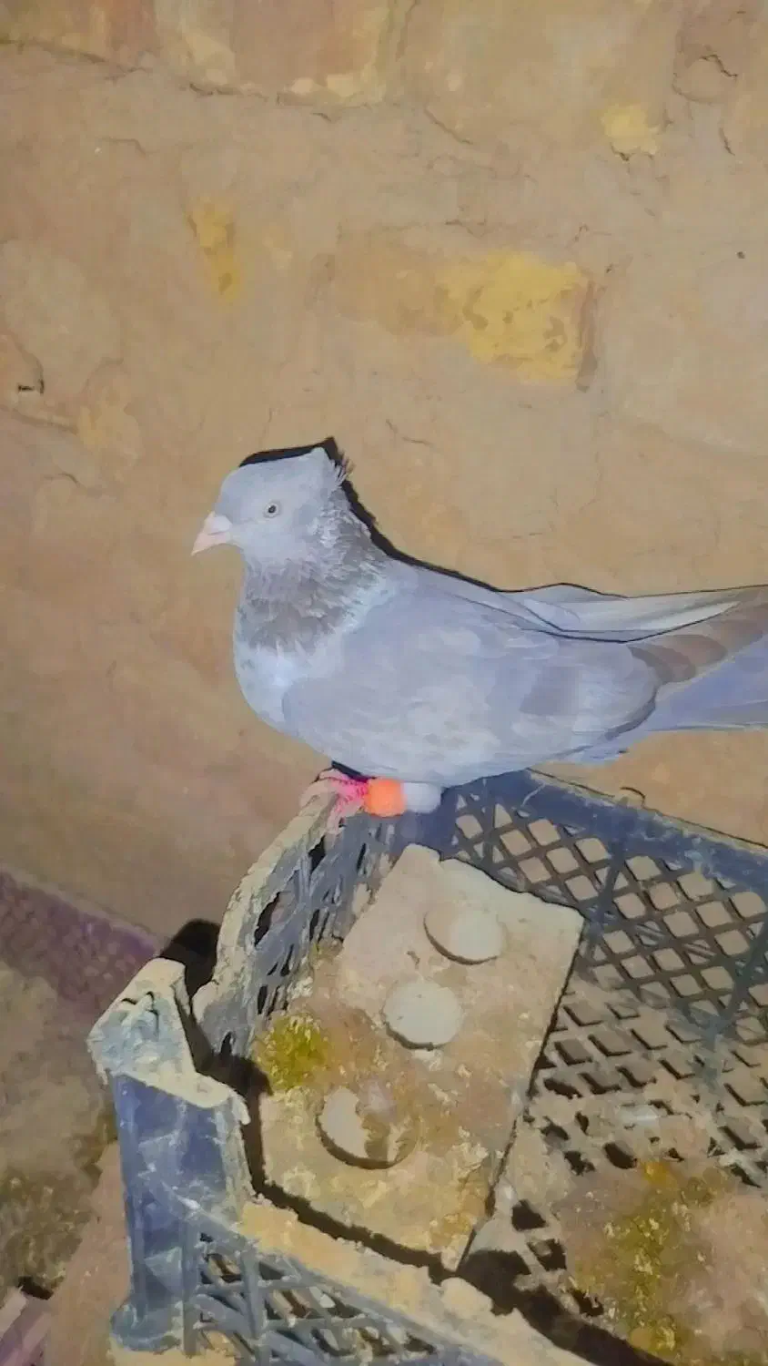 کفتر|پرنده|رضویه, |دیوار