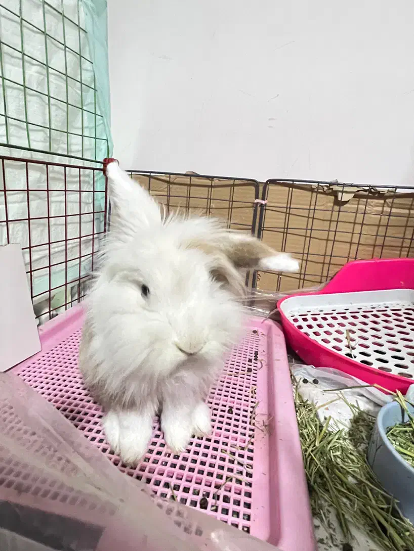 خرگوش لوپ نر|موش و خرگوش|کرمانشاه, |دیوار