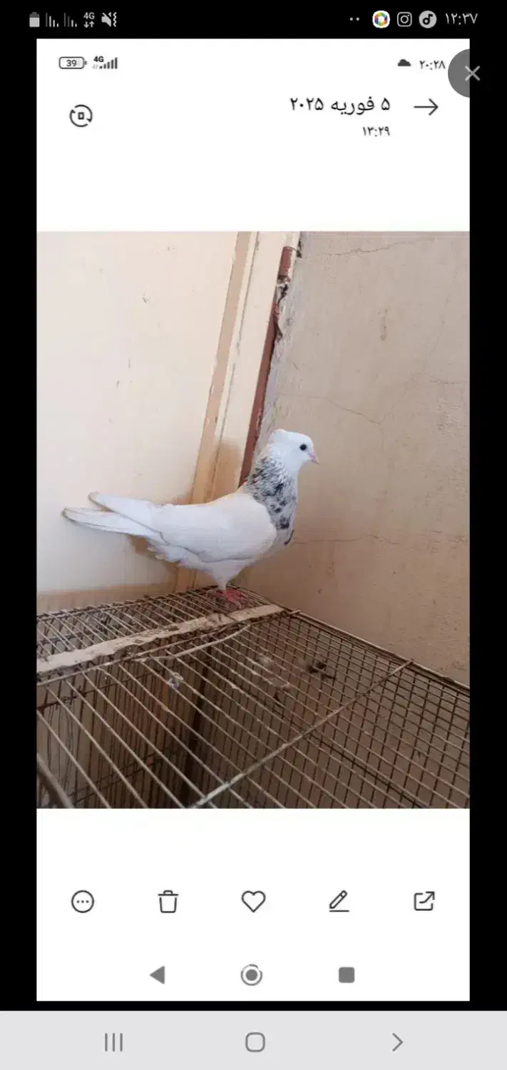 گمشده|حیوانات|سنندج, |دیوار