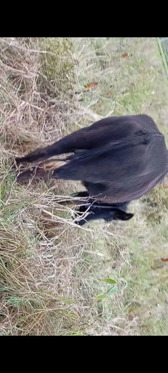 حیوانات مزرعه|حیوانات مزرعه|تالش, جوکندان|دیوار