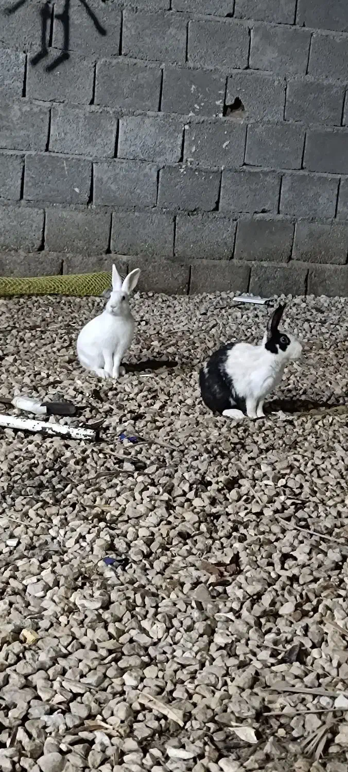 خرگوش خونگی چغادک|موش و خرگوش|چغادک, |دیوار