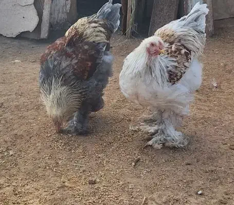 خروس برهما|حیوانات مزرعه|قیدار, |دیوار