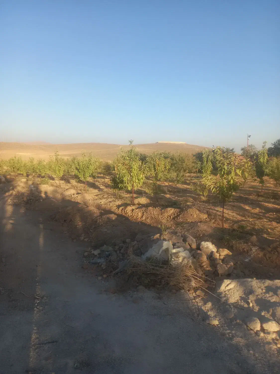 ۱۰۵۰متر باغ بادام گیلاس جوان ۱۰۰متری آسفالت|فروش دفتر صنعتی، کشاورزی، تجاری|سامان, |دیوار