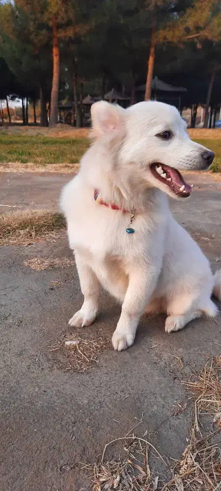 سگ پاکوتاه|سگ|میاندوآب, |دیوار