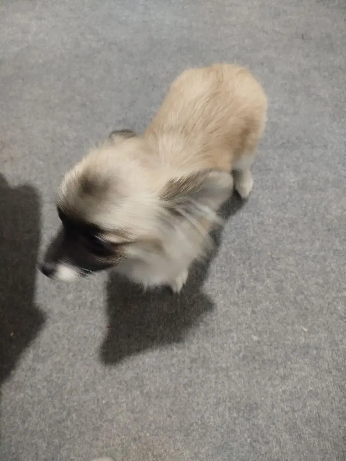 واگذاری سگ پامر|سگ|کرمان, |دیوار