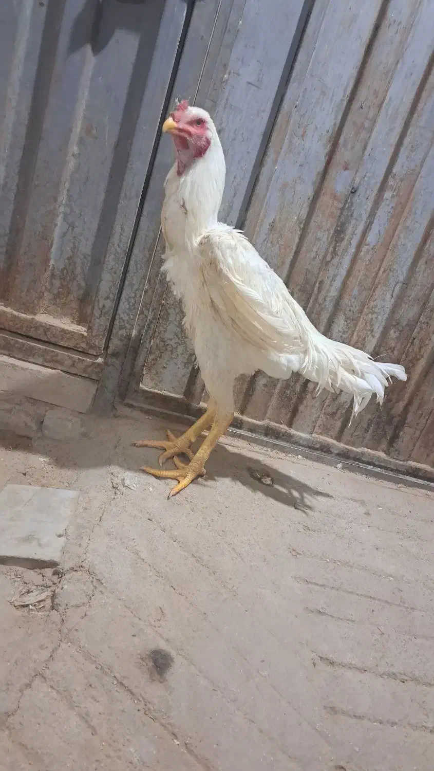 خروس لاری|حیوانات مزرعه|میبد, |دیوار