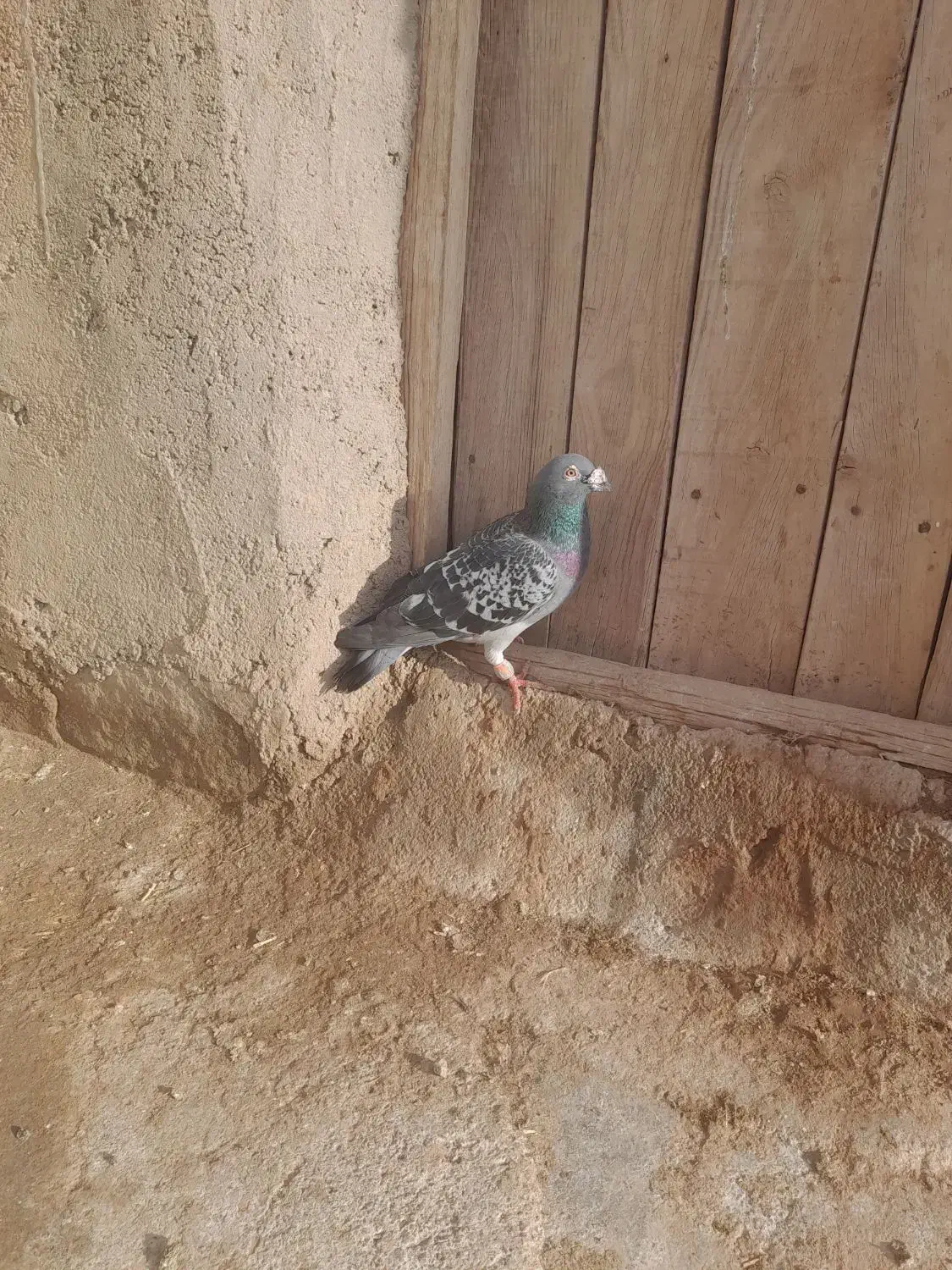 فروش سبز پولکی و زاغ و سبز و کله برنجی|پرنده|تربت‌حیدریه, رضاشهر|دیوار