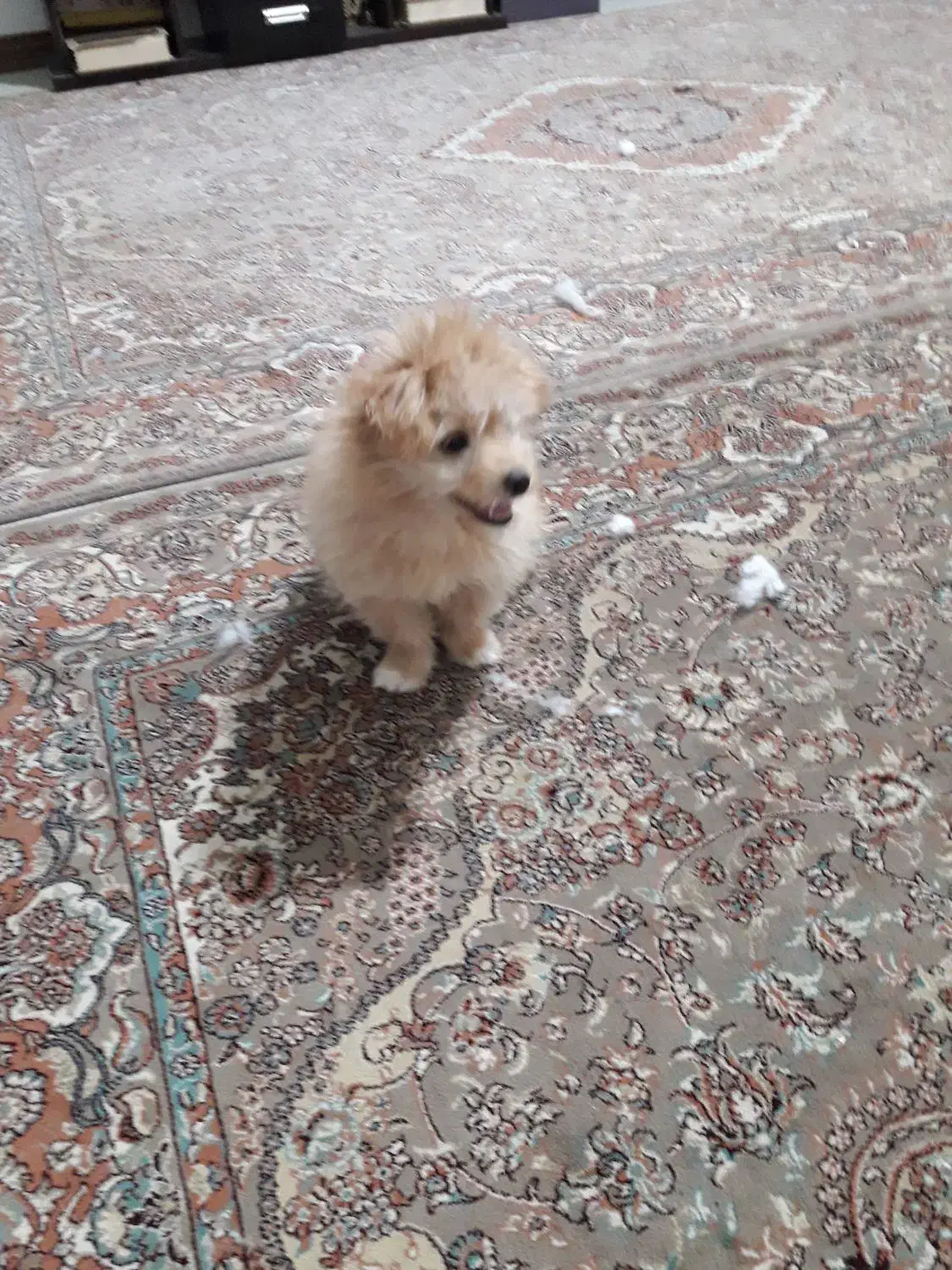 سگ ۴ماهه باهوش|سگ|سنندج, |دیوار