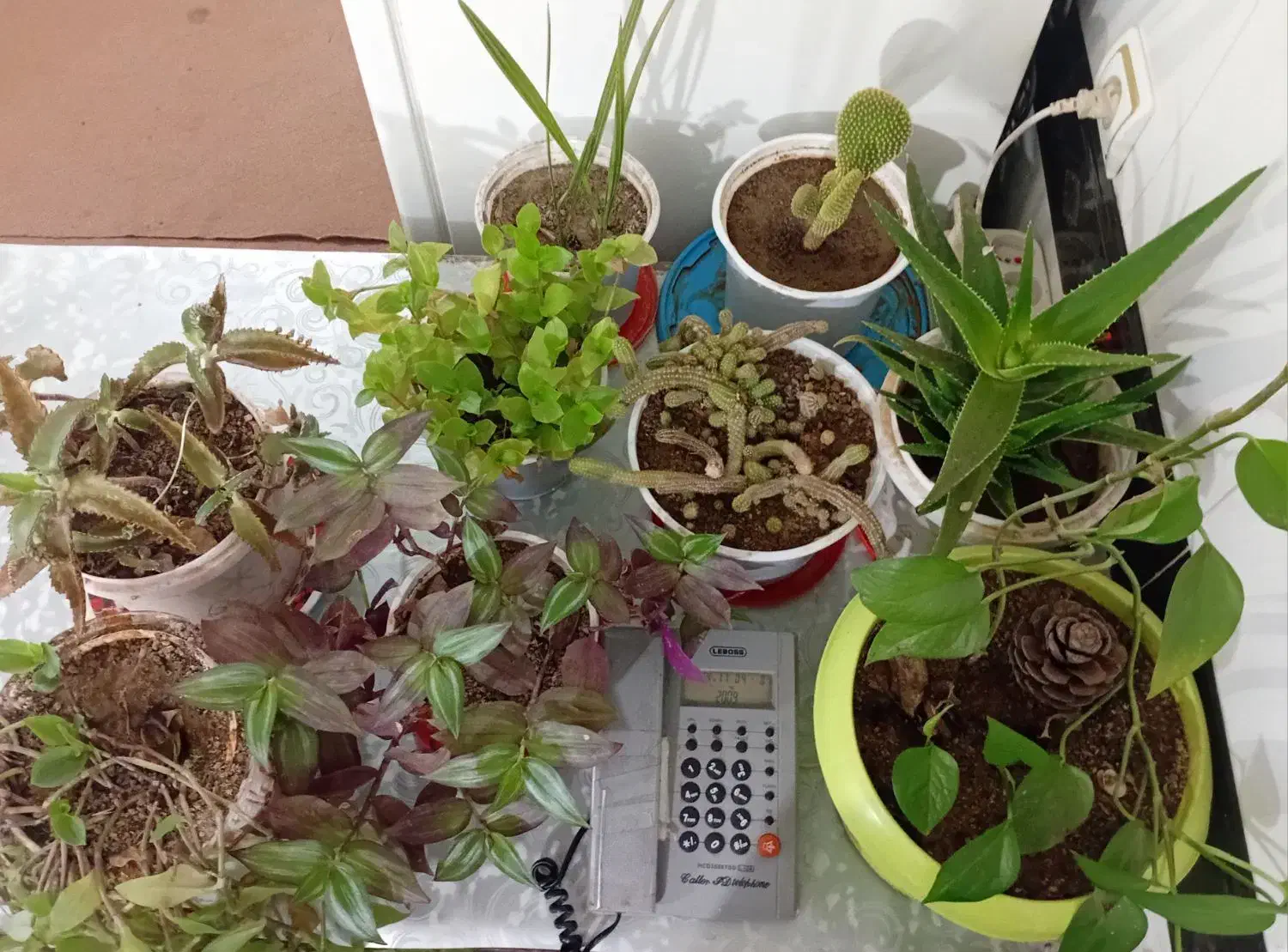 گل و گیاه شاداب|گل و گیاه طبیعی|ابهر, |دیوار