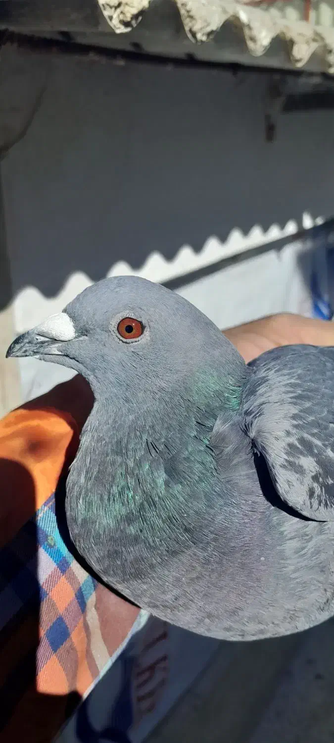 کفتر|پرنده|مشکین‌دشت, |دیوار