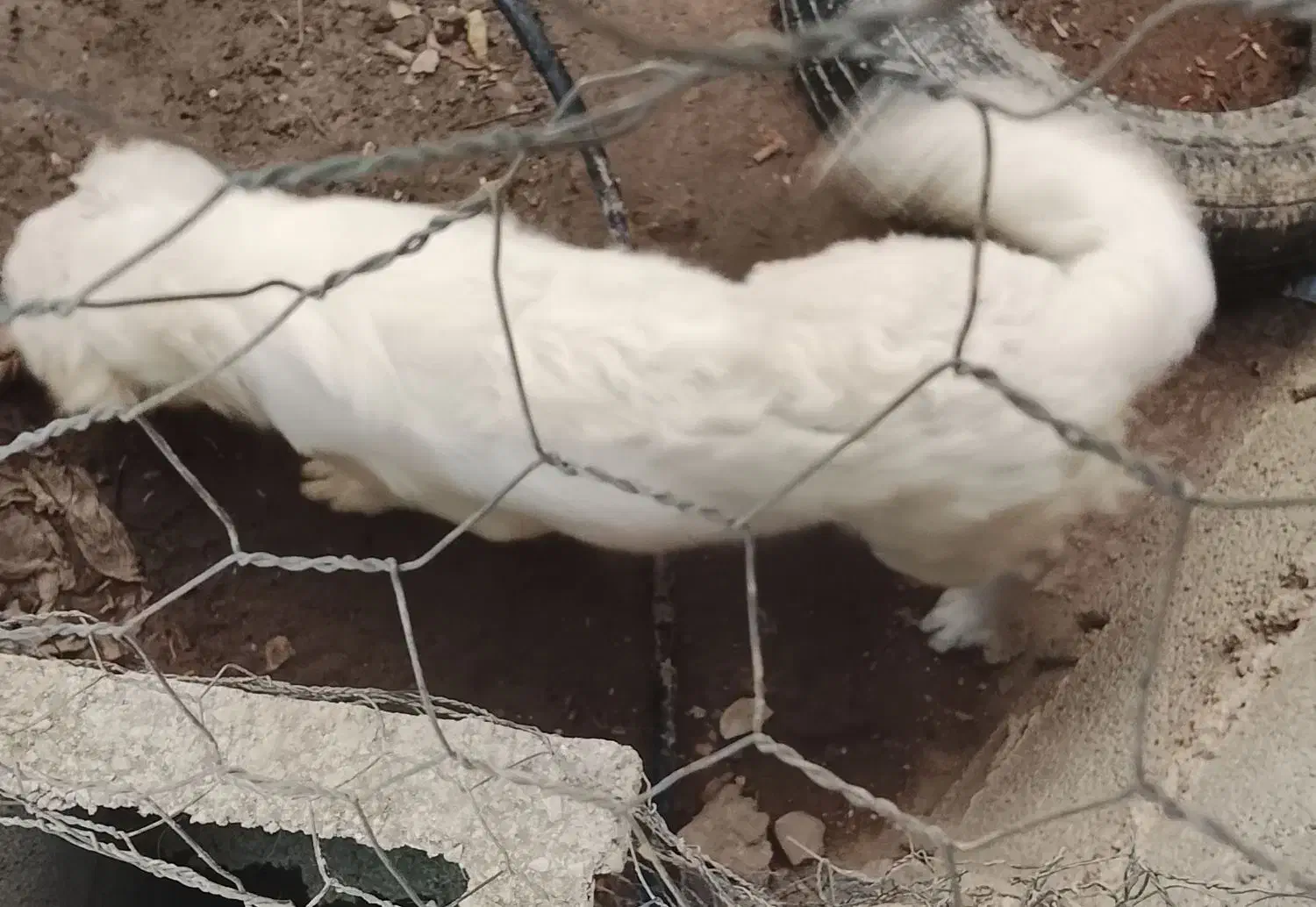 سگ میکس اشپیتز شیتزو|سگ|کازرون, |دیوار