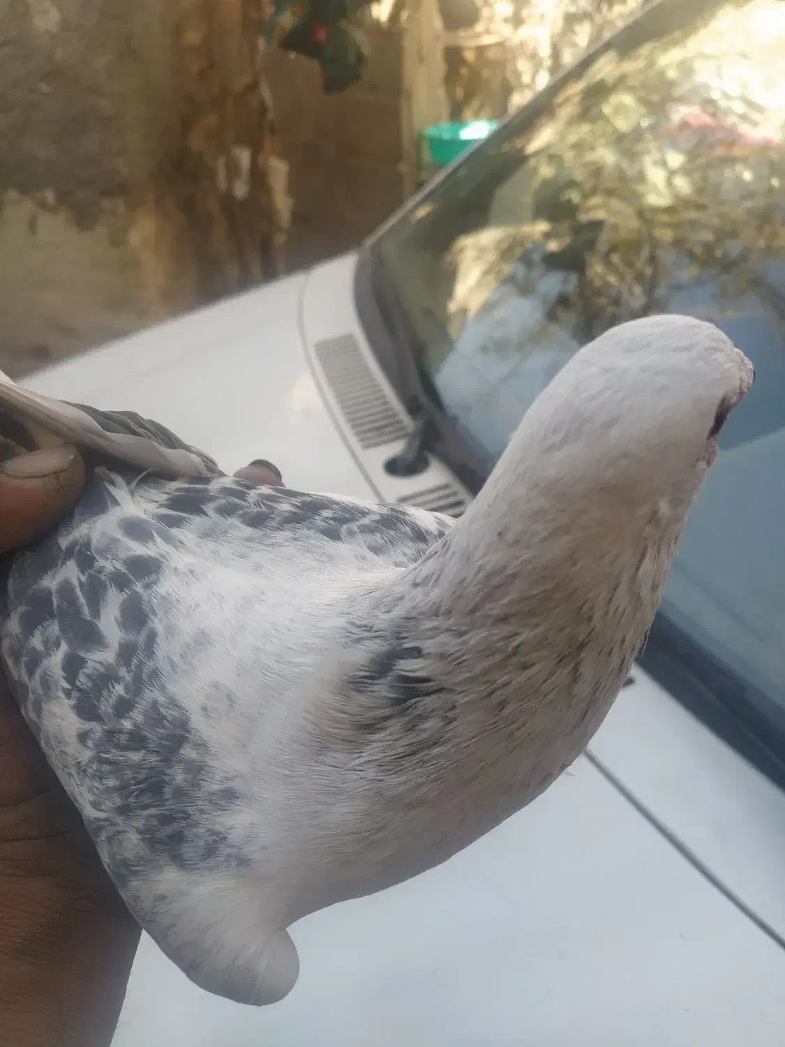 مینا شامی مگس تاختی|پرنده|زاهدان, |دیوار