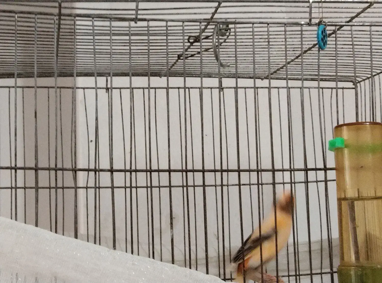 خط موبایل|پرنده|تهران, گرگان|دیوار