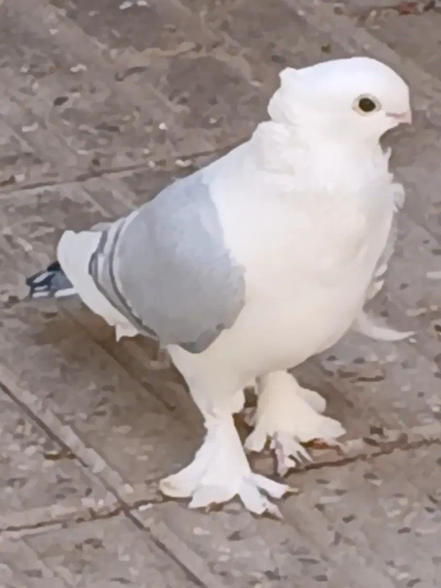 کبوتر ساتن گمشده|پرنده|شاهین‌شهر, شهرک گلدیس|دیوار