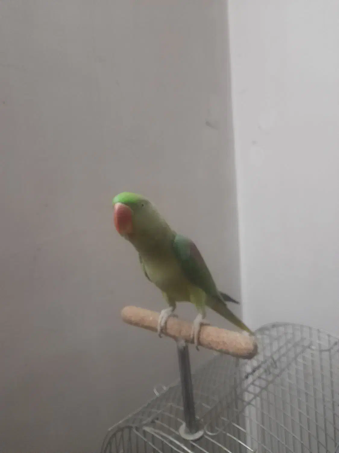 شاه طوطی|پرنده|قرچک, زیبا شهر|دیوار