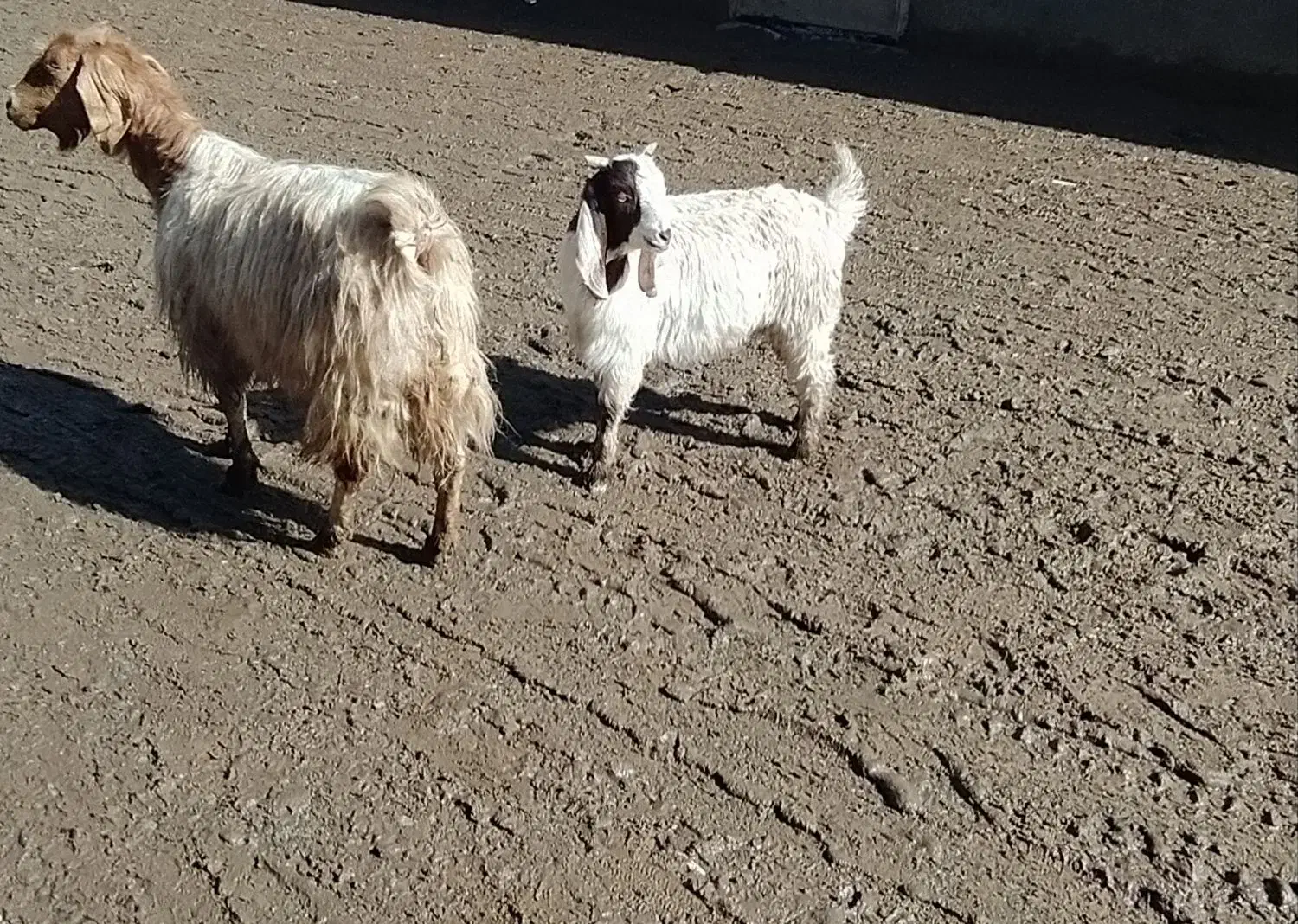 بز بزغاله|حیوانات مزرعه|تربت‌حیدریه, حاجی یار‎|دیوار