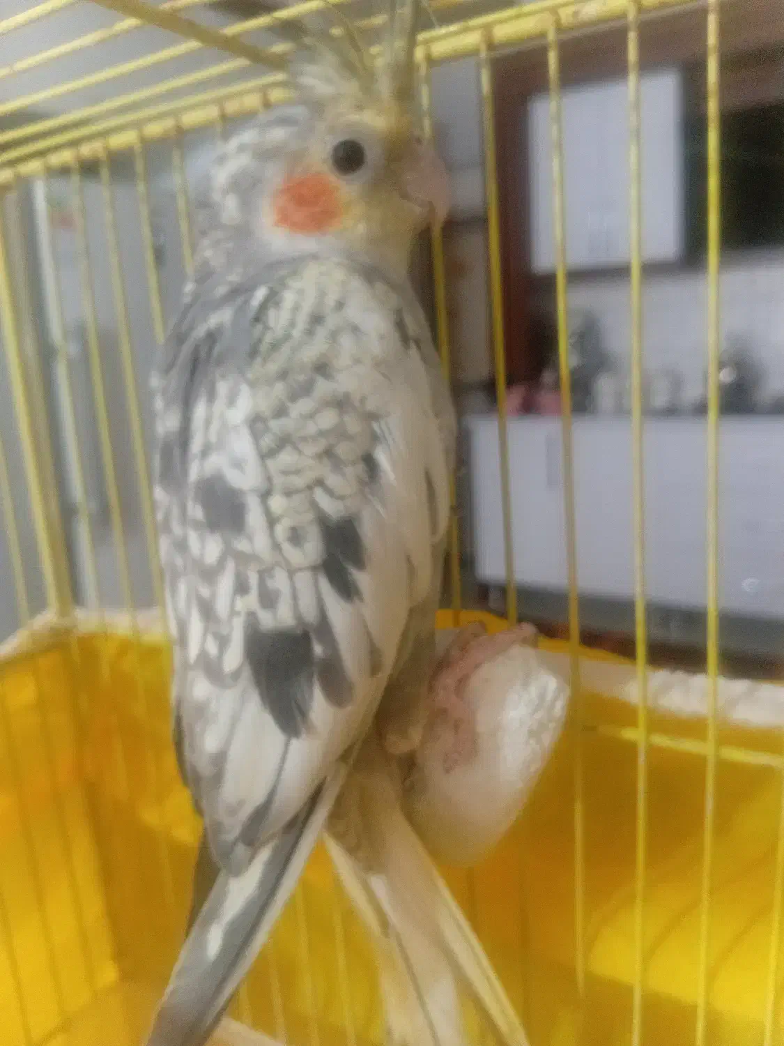 پرنده|پرنده|تربت جام, فاز ۱ فرهنگیان|دیوار