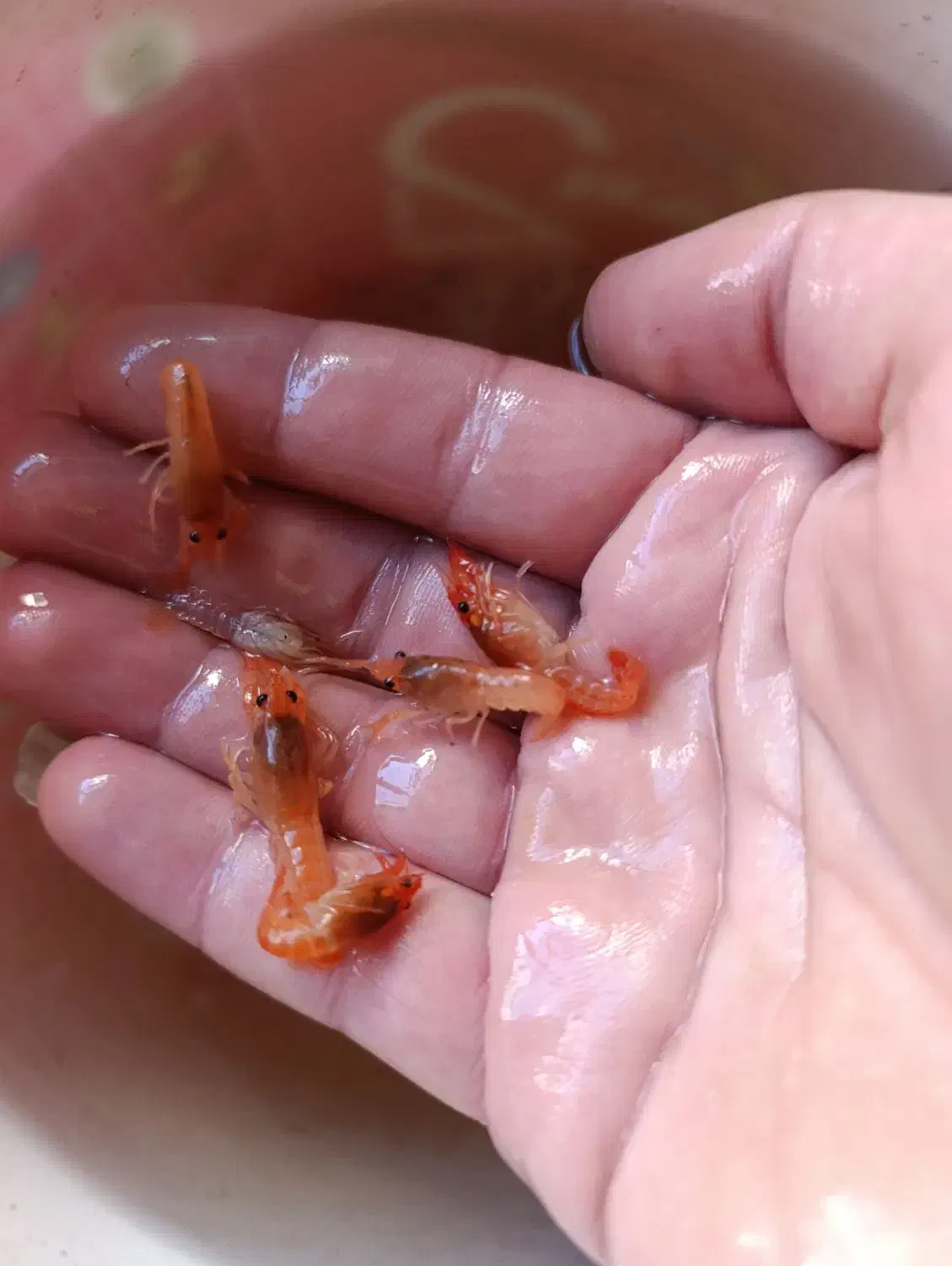 لابستر|ماهی|اردبیل, |دیوار