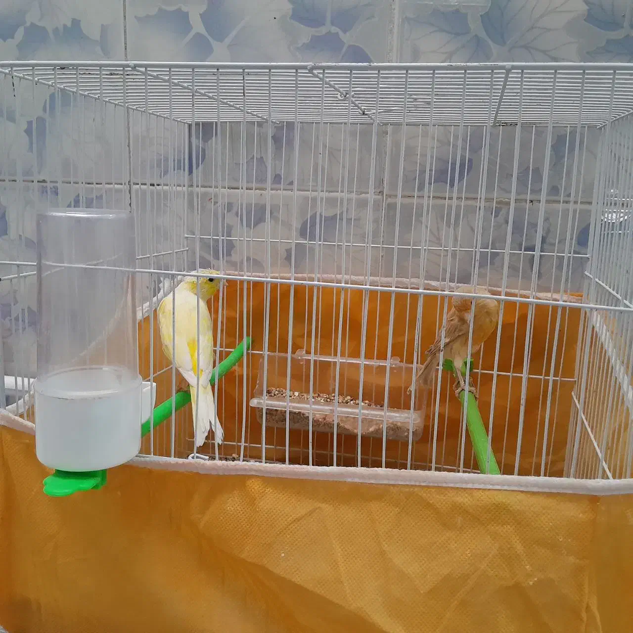 جفت قناری|پرنده|خواف, |دیوار